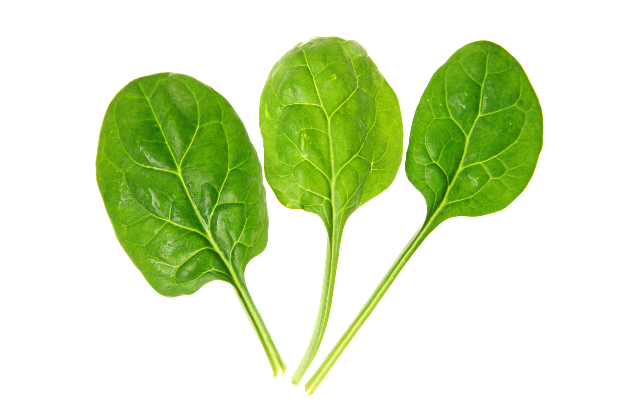 How Does Spinach Find its Way into the Cleanroom? - Cleanroom News ...