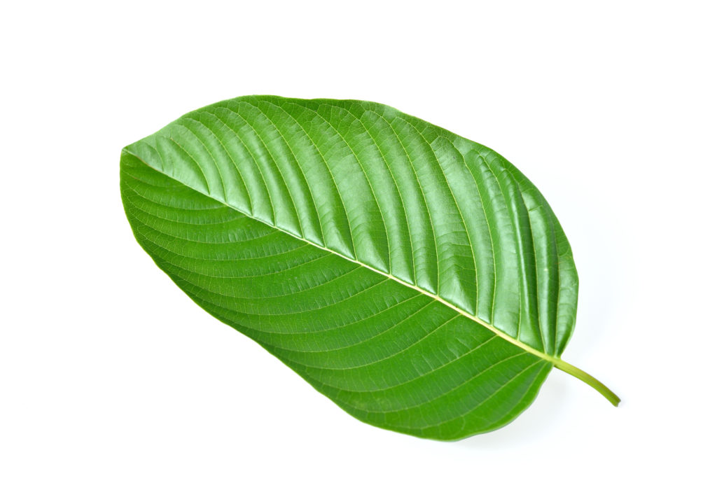 Mitragyna speciosa leaf on white background